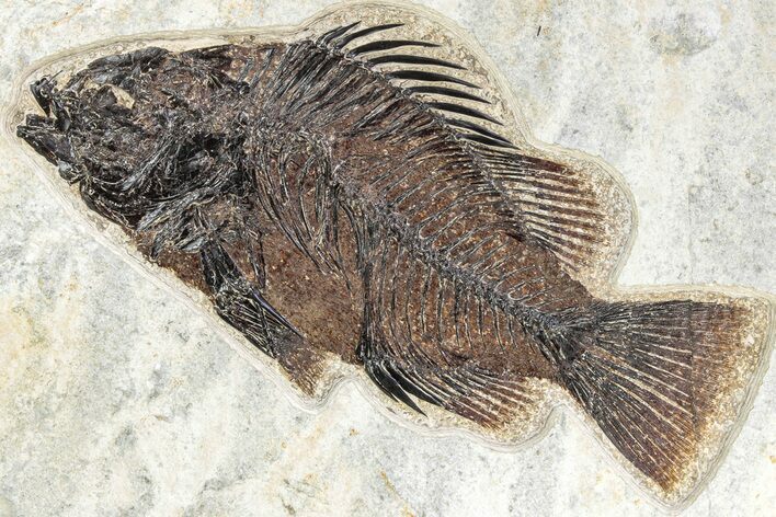 Fantastic Fossil Fish (Priscacara) - Wyoming #313999